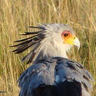 Secretary Bird